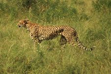 Injured Cheetah Stock Photo Injured Cheetah Stock Photo