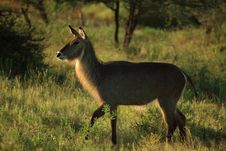 Common Waterbuck Royalty Free Stock Photography