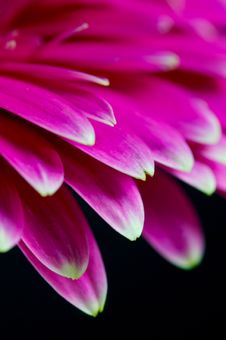 Pink Gerbera Royalty Free Stock Photo