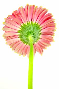 Pink Gerbera Royalty Free Stock Photo