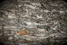 Old Grunge Tree Bark Texture Royalty Free Stock Images
