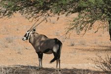 Oryx Stock Image