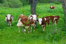Cows Stock Photos Cows Stock Photos