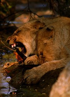 Aggressive Lions Stock Photo