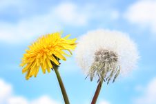 Two Dandelions Stock Images Two Dandelions Stock Images