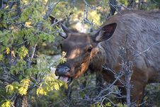 Elk Female Eating Stock Image