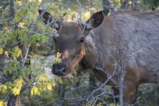 Elk Female Eating Stock Photography