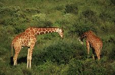 Two Giraffe Feeding Stock Images Two Giraffe Feeding Stock Images