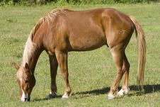 Grazing Horse Stock Photography