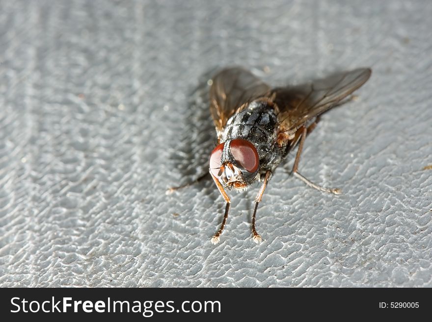 Very detailed close up of housefly. Very detailed close up of housefly