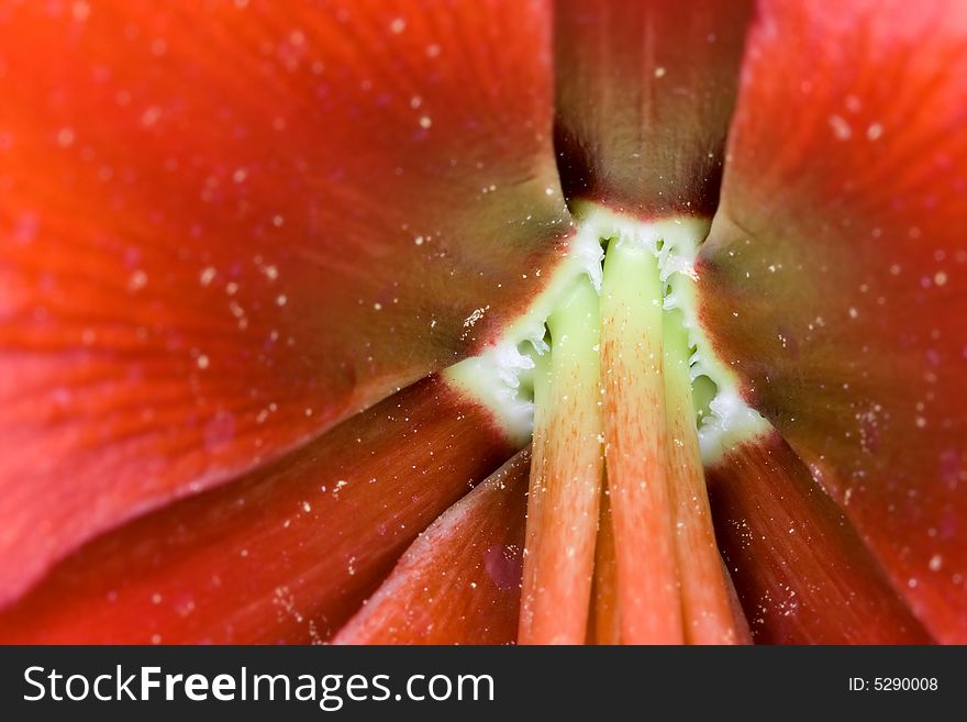 Very detailed close up of amaryllis flower