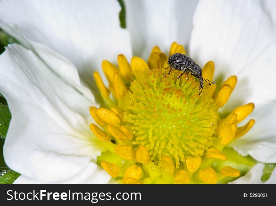 Very interesting black insect on white and yellow flower. Very interesting black insect on white and yellow flower