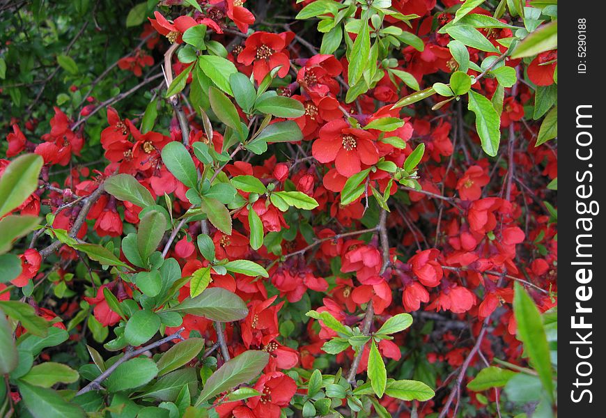 Spring time blooms in Allen Gardens. Spring time blooms in Allen Gardens.