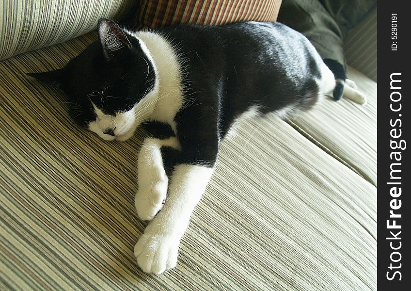 A black and white cat stretched out long and having a sound sleep. A black and white cat stretched out long and having a sound sleep.