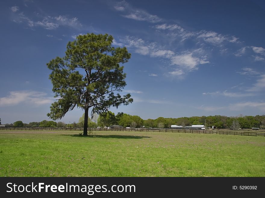 A single tree in a field