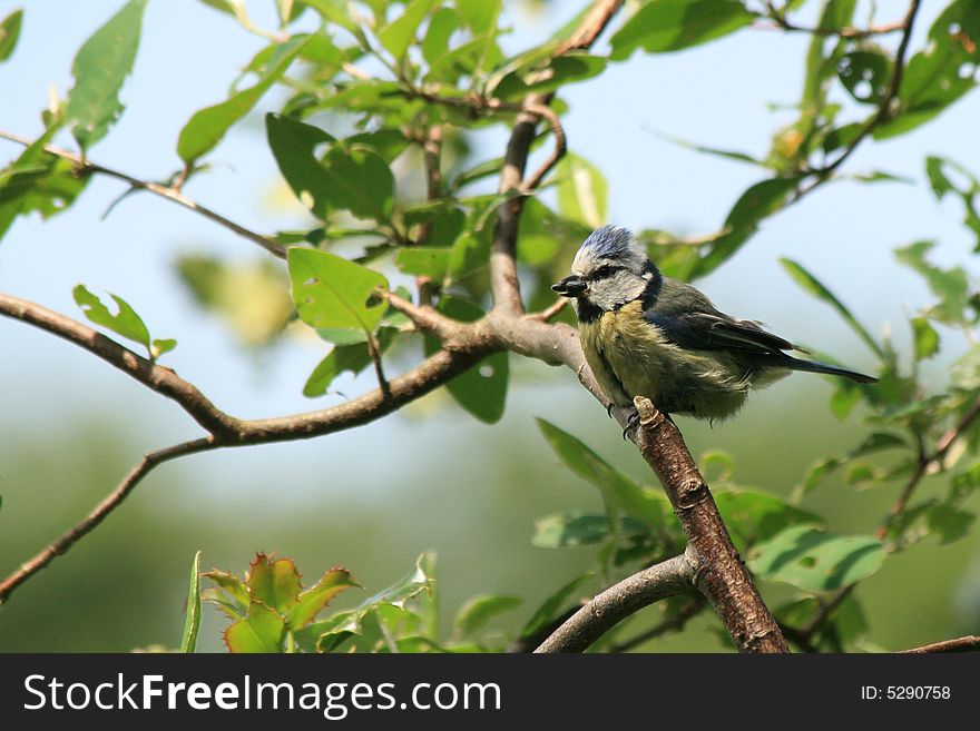 An adult blue tit sitting in a tree in the sun shine.
