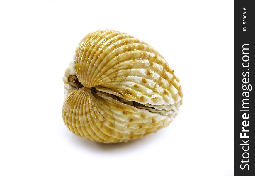 Closed scallop shell isolated on a white background.