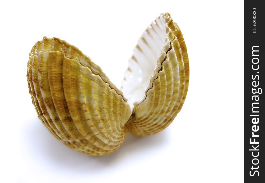 Open Scallop shell isolated on a white background.