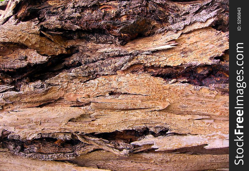 Close up on a detail of wood tree texture...