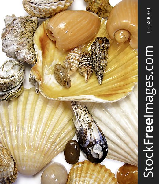 Several types of seashells isolated on a white background. Several types of seashells isolated on a white background.