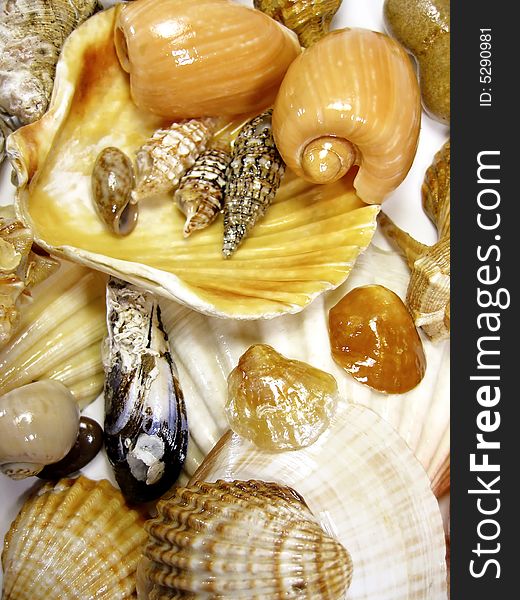 Many types of sea shells isolated on a white background. Many types of sea shells isolated on a white background.