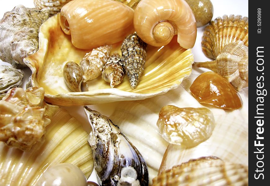 Several types of seashells on a crazy mess isolated on a white background. Several types of seashells on a crazy mess isolated on a white background.