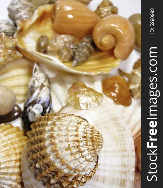 Several types of sea shells isolated on a white background with a blur effect.