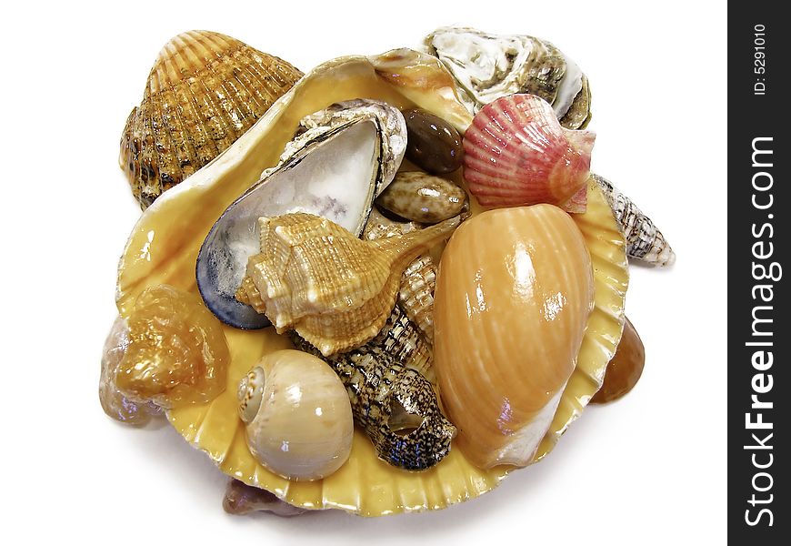 Several types of sea shells isolated on a white background.