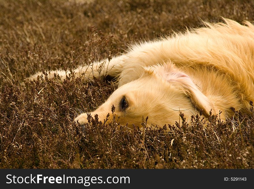 Golden retriever lying in heath