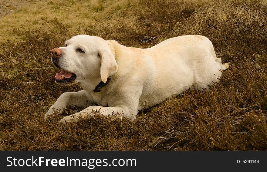 Tired labrador lying in heath. Tired labrador lying in heath