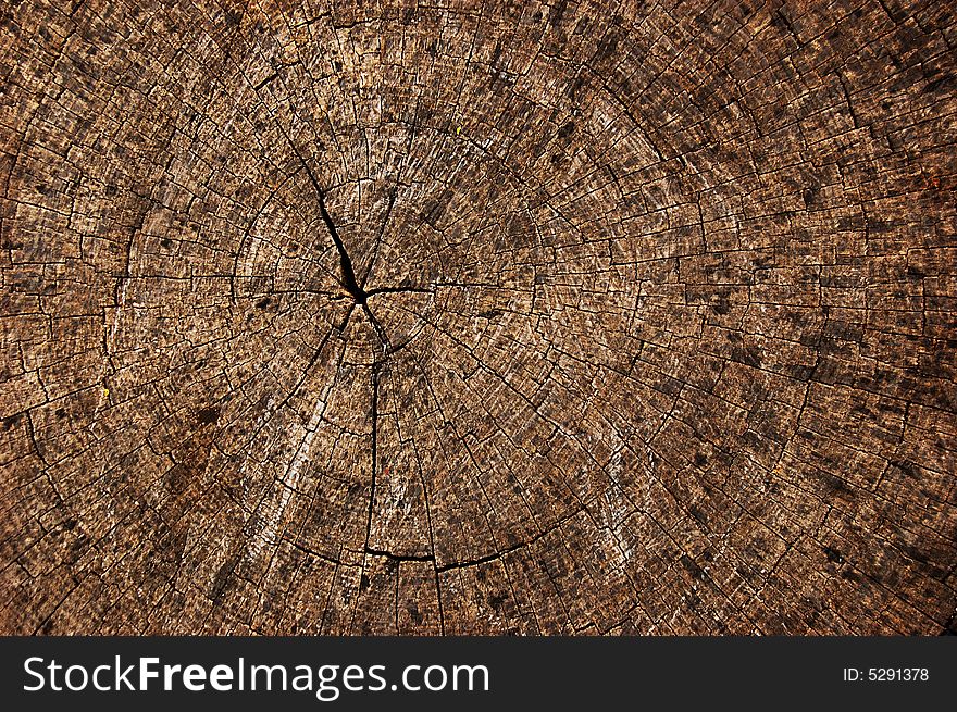Tree round rings as background. Tree round rings as background
