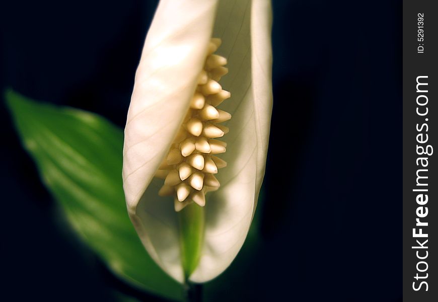 White Spathiphyllum