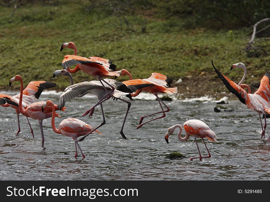 Greater Flamingo (phoenicoterus Rubber)