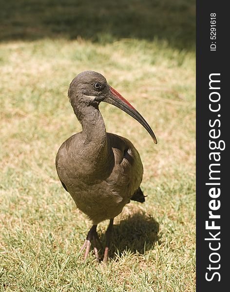 Hadada Ibis (Bostrychia Hagedash). Photo taken in Fuerteventura, Spain.