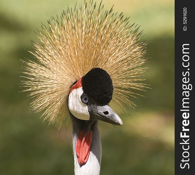 Grey Crowned Crane. This photo was taken on the island of Fuerteventura (Spain).