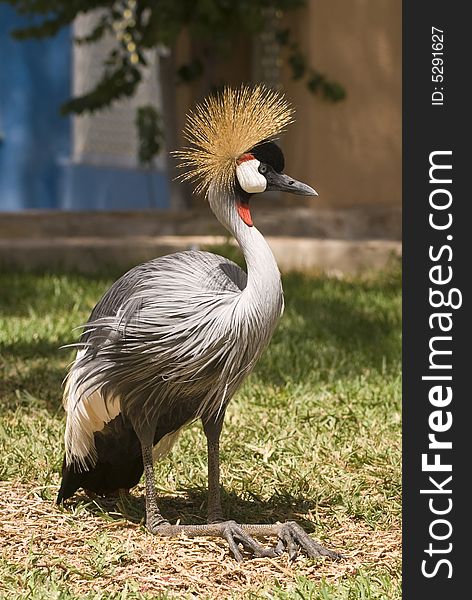 Grey Crowned Crane. This photo was taken on the island of Fuerteventura (Spain).