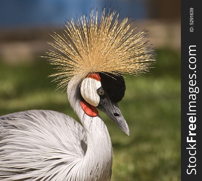 Grey Crowned Crane. This photo was taken on the island of Fuerteventura (Spain).