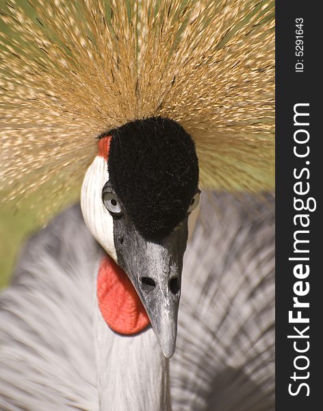 Grey Crowned Crane. This photo was taken on the island of Fuerteventura (Spain).