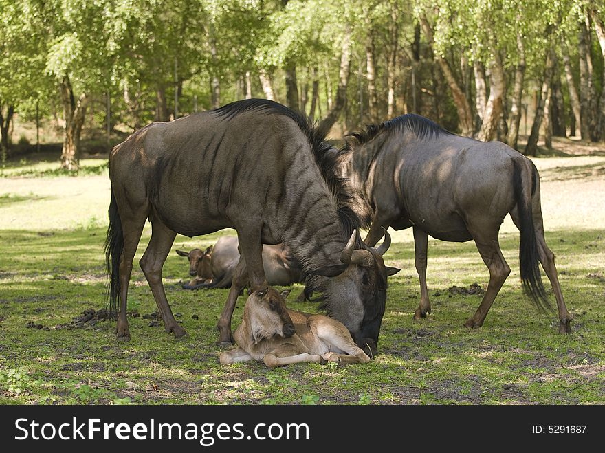 Blue Wildebeest (Connochaetes Taurinus)