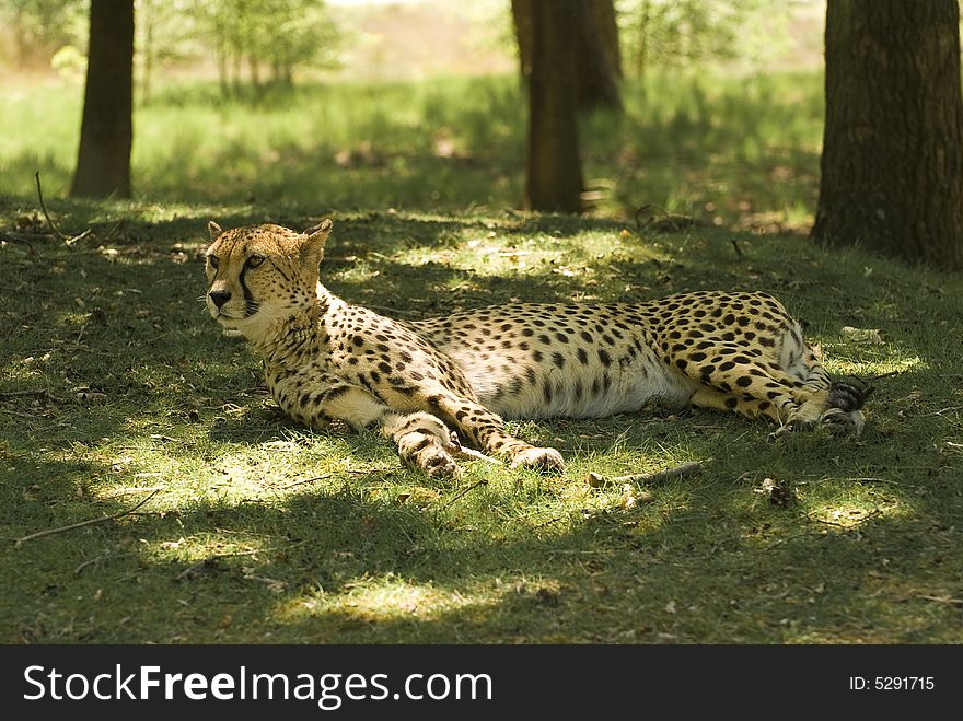 Resting Cheetah (Acinonyx Jubatus)