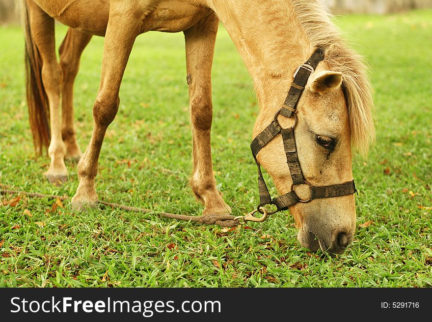 Horse tied up by the tree and eat grass.