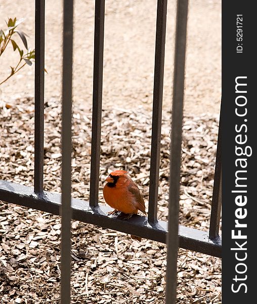 Red Cardinal Bird Perched on Metal Railing