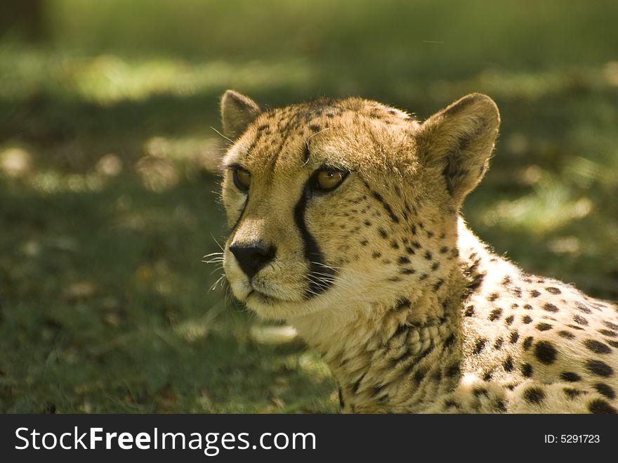 Close-up Of Cheetah (Acinonyx Jubatus)