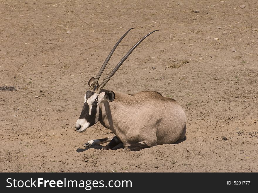 Gemsbok (Oryx Gazella)