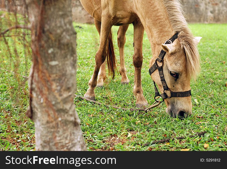 Horse tied up by the tree and eat grass.