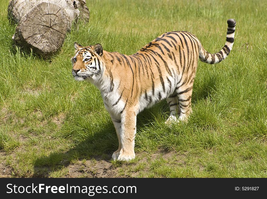 Siberian Tiger (Panthera Tigris Altaica)