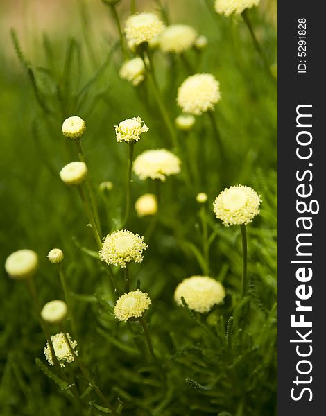 Yellow Tree Fern Frond Plant Budding