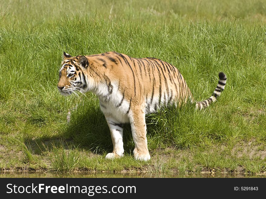 Siberian Tiger (Panthera Tigris Altaica). Photo taken in Beekse Bergen.
