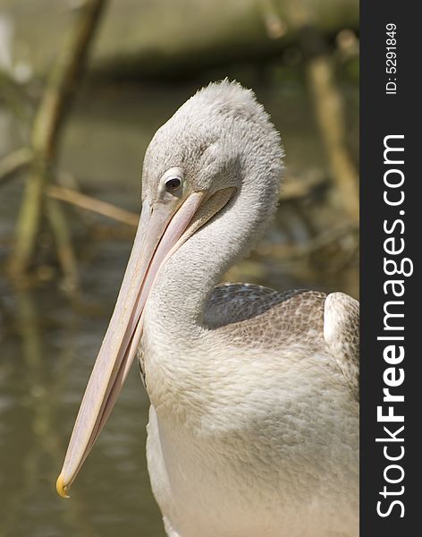 Pink-backed Pelican (Pelecanus Rufescens). Photo taken in Beekse Bergen.