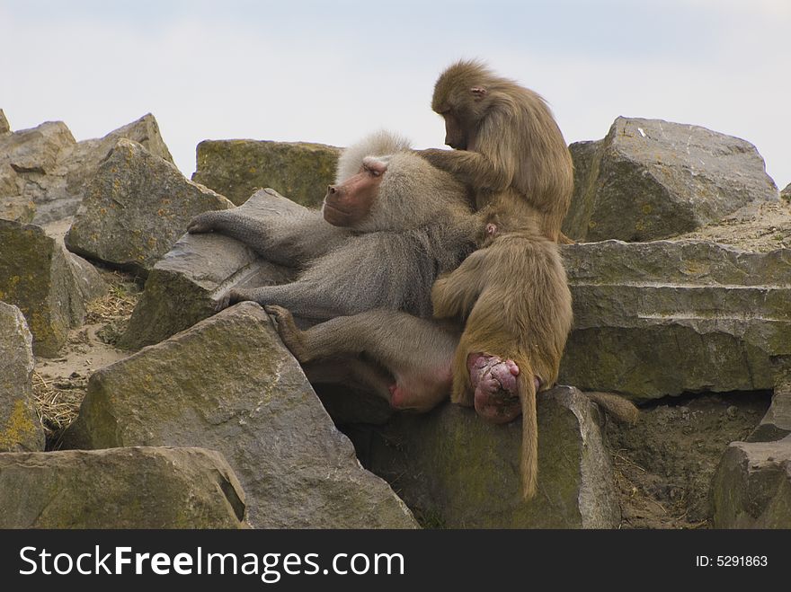 Three Hamadryas Baboons (Papio Hamadryas)